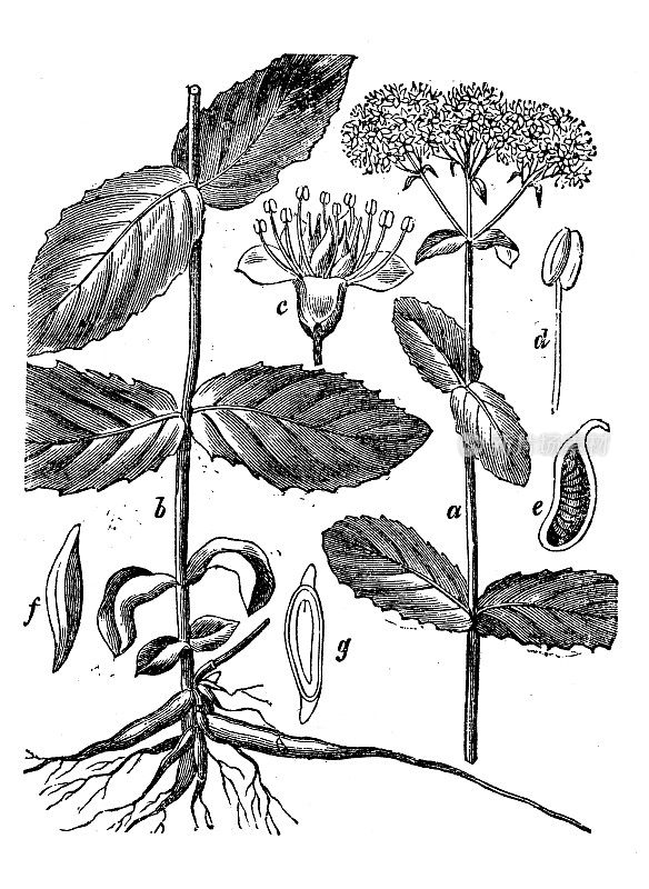 古董植物学插图： 海洛特勒菲姆电视， 塞杜姆电传， 或平